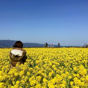 滋賀
守山市第一なぎさ公園

今の季節は
菜の花が見ごろ