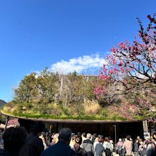神社の屋根に庭園が！
博多の太宰府天満宮です。
本殿改修中のため、斬新でステキな仮殿にお参りして来ました。