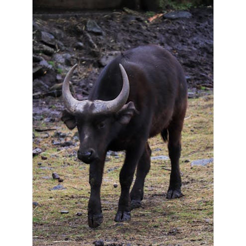 伊豆アニマルキングダム