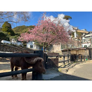 山地獄🗻

動物たちがお出迎えしてくれます🍀*゜
昔はカバがいたような…🦛
遠い遠い昔ですが…たぶんね。

#大分#別府