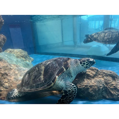 大分マリーンパレス水族館「うみたまご」