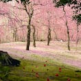 城南宮神苑

しだれ梅の名所。
朝一から並んだかいがありました。
素晴らしく綺麗で花びらの絨毯も見事で見応ありました。
2024.2.24