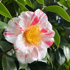 城南宮神苑

梅と共に見れる椿の道、
種類が凄く多くてビックリしました♪
鮮やかで色合いもさまざまです。
あと苔と梅のコントラストも最高でした。
2024.2.24