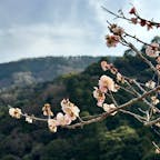 神奈川県・湯河原町にある幕山公園では、梅の花が咲いています！
美しい紅白の梅の花が見れるほか、祭り期間中には梅をイメージしたソフトクリームやお団子も味わえますよ！

#神奈川 #湯河原 #湯河原梅林 #梅 #幕山公園