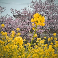 松阪市笠松の河津桜と菜の花のコラボ
この日はどんより曇り空でした。
青空だと映えたのに残念😢

水鏡に映る河津桜が一面で綺麗✨