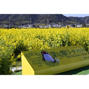 千葉県鴨川市にある菜な畑ロードへ行ってきました。
約10,000坪の田んぼの中に菜の花が満開で見学は無料！
有料ですが、花摘みもできるとか。
3月3日までとのことなのでまた来年も開催されることを願ってます😊
