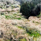 奈良　賀名生梅林

山が梅の花で埋め尽くされてた
梅の香りがほんのり