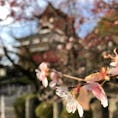 犬山城と四季桜