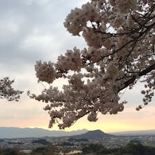 展望台の桜もとても綺麗ですよ