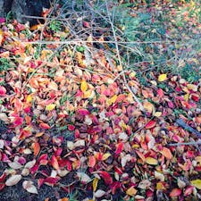 紅葉ももちろん楽しめます