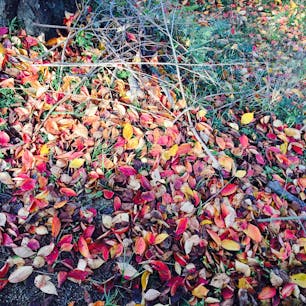 紅葉ももちろん楽しめます