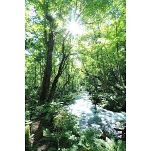 ♦︎奥入瀬渓流(青森県)
太陽に照らされた葉っぱたちが渓流の流れとともにキラキラと輝いていました！