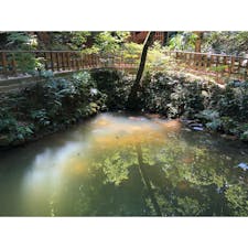 八重垣神社の鏡の池

和紙の上に占いが書いてあり、池の上に浮かべると占いが浮き出てくる。

10円か100円を和紙の上に置いて
15分以内に沈んだら縁談が早く
30分以内だとちょっと遅めの縁談

手前で沈めば近くにいる人
遠くで沈めば遠くにいる人

わくわくどきどきな占い、とっても楽しかったああ❤︎❤︎

#島根 #八重垣神社 #鏡の池