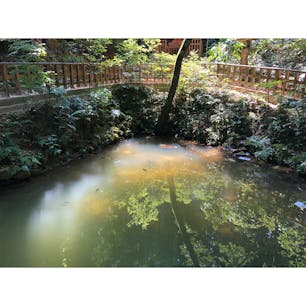 八重垣神社の鏡の池

和紙の上に占いが書いてあり、池の上に浮かべると占いが浮き出てくる。

10円か100円を和紙の上に置いて
15分以内に沈んだら縁談が早く
30分以内だとちょっと遅めの縁談

手前で沈めば近くにいる人
遠くで沈めば遠くにいる人

わくわくどきどきな占い、とっても楽しかったああ❤︎❤︎

#島根 #八重垣神社 #鏡の池