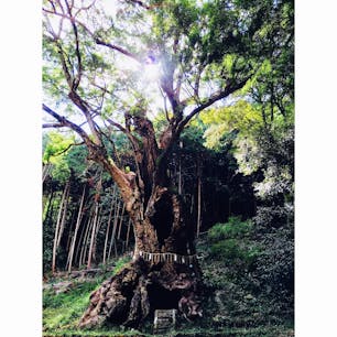 2018.8.26
佐賀県武雄市
武雄の大楠