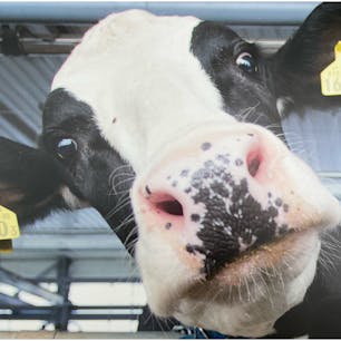 北海道にある、「よつ葉乳業株式会社 十勝主管工場」の見学へ✨

工場内にある「おいしさまっすぐ館」では、よつ葉の歴史や酪農家の1日、乳牛の一生や私たちの食卓に牛乳が届くまでのプロセスなどが紹介されています！

ほかにも乳を出す牛のおっぱいにさわったり（模型）、実際に牛乳やバターの工場を見学できたりと、見どころ満載♪

最後には試飲もあり、さまざまな体験を通してよつ葉について知ることができます😊

見学ツアーは事前電話予約制、平日のみの開催で1日3回設けられています✨

無料でだれでも気軽に見学ツアーに参加できるので、ぜひ行ってみて下さいね♪
