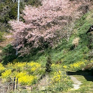 千葉鋸南町の佐久間ダムのはやざきの桜