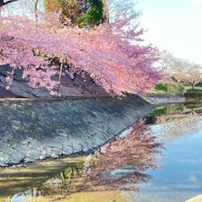 淀水路の河津桜

京都伏見の早咲き桜を見てきました。
朝一は天気良く、青い空に桜が映えます。
水面に映る桜も見事でしたね♪
2024.3.10