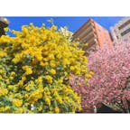 蔵前神社のミモザと早咲き桜が2024年も見頃を迎えています🌸

満開になってから日が経っていたのでもう散っているかと思っていましたが、3月9日現在もまだまだ綺麗でした✨

来週いっぱいまでミモザと早咲き桜の美しい共演が楽しめると思うので、この機会にぜひ蔵前神社を訪れてみて下さいね♪