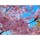 東京「代々木公園」
先週、タイミングよく河津桜とミモザをみることができました🌸

切花としては知っていたミモザ、初めて育っているのみてビックリ‼︎想像していたより、ボリュームもあってとても綺麗でした♡