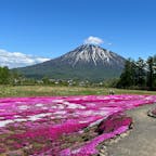 北海道
羊蹄山と芝桜

倶知安