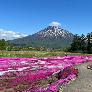 北海道
羊蹄山と芝桜

倶知安