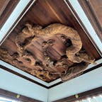 瀧尾神社

辰年にちなんで、木彫りの龍を見に行きました。
京都東福寺駅の近くにある神社。
見事な彫刻で素晴らしかったです♪
2024.3.10