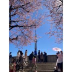 桜越しのスカイツリー🌸

#東京
#浅草
#スカイツリー
#桜