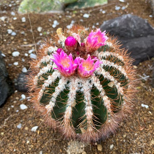 咲くやこの花館