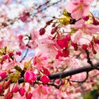 京都🌸淀水路
河津桜🌸✨️✨
河津桜と言えば静岡県の方が有名ですが、
京都も綺麗な所あります！！☺️

今年の見頃は終わっているかと思いますが、綺麗なピンク色が美しい😍

満開の時はかなり混むので
見頃の少し前に行くのがオススメです👍