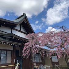奈良市　氷室神社

氷の神を祀る氷室神社で、境内のしだれ桜が咲き始めていました。奈良でも早く咲く桜として知られています。以前はもっと大きな木が社殿前にありましたが、病気のためか枝が切られています。

多くの観光客が訪れ、氷の上に置くと文字が浮かび上がる「氷みくじ」や、咲き始めた桜を楽しんでいました。