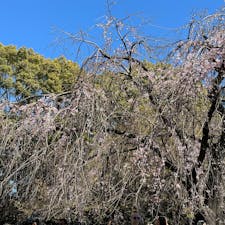 上野恩賜公園のソメイヨシノの様子
まだまだ蕾の桜の多い中、たくさんの外国の方で賑わっていました
咲いている桜もチラホラ
来週中には、見頃をむかえるかな

公園も、お花見の準備も終わって
後は、桜を咲くのを待つのみです

#上野恩賜公園
#上野公園
#花見
#桜