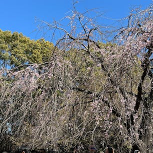 上野恩賜公園のソメイヨシノの様子
まだまだ蕾の桜の多い中、たくさんの外国の方で賑わっていました
咲いている桜もチラホラ
来週中には、見頃をむかえるかな

公園も、お花見の準備も終わって
後は、桜を咲くのを待つのみです

#上野恩賜公園
#上野公園
#花見
#桜