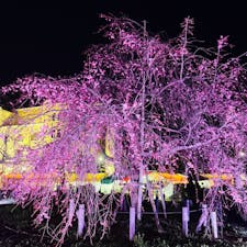 今日の鶴舞公園
名古屋市
夜桜が美しい