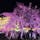 今日の鶴舞公園
名古屋市
夜桜が美しい