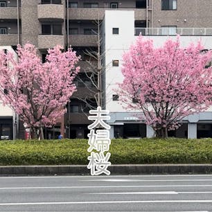 夫婦桜(京都五条大宮)
サント船長の地元の桜です。
俺等は此の桜を夫婦桜(めよと桜)と言って居ます。

#サント船長の写真　#桜