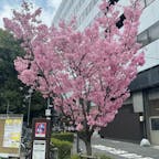 四条大宮の桜(京都)
此の桜は年に一度だけ、注目される、

#サント船長の写真　#桜