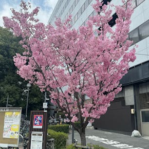 四条大宮の桜(京都)
此の桜は年に一度だけ、注目される、

#サント船長の写真　#桜