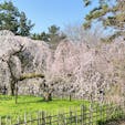 京都御苑

桜の開花が進んでるみたいで、
ウォーキングしにきました。
結構桜は咲いてました、綺麗です、春ですねー♪
2024.3.31