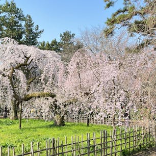 京都御苑

桜の開花が進んでるみたいで、
ウォーキングしにきました。
結構桜は咲いてました、綺麗です、春ですねー♪
2024.3.31