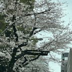 東京の桜の標準木がある靖国神社
周辺の桜も見頃を迎えそうです

#靖国神社
#桜