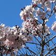上野恩賜公園の先週の桜の様子
まだまだ、開花している桜は少なめでしたが、今週、見頃を迎えます
先週の平日でかなりの人だったので、今週の週末は覚悟が必要ですね！

#上野恩賜公園
#上野公園
#桜
