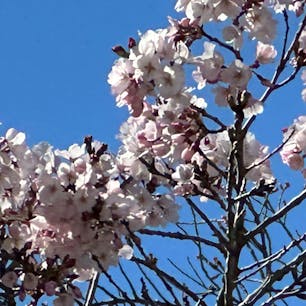 上野恩賜公園の先週の桜の様子
まだまだ、開花している桜は少なめでしたが、今週、見頃を迎えます
先週の平日でかなりの人だったので、今週の週末は覚悟が必要ですね！

#上野恩賜公園
#上野公園
#桜