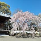 道成寺
和歌山県
安珍清姫の悲しいお話で有名な道成寺。紀中の桜の名所です
参道には名物の〝釣鐘饅頭‘’を焼き上げる香ばしい香りが漂っています。私は〝あんちん‘’さんのこし餡が好きです