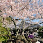 和歌山　粉河寺

見どころたくさんのお寺
桜も満開
