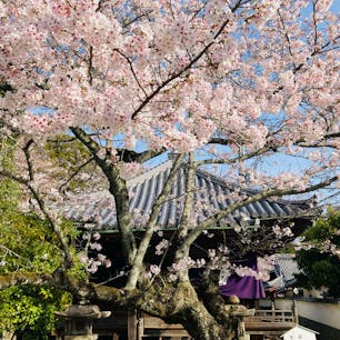 和歌山　粉河寺

見どころたくさんのお寺
桜も満開