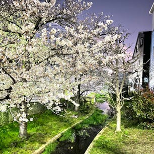 内川沿いの桜

堺市堺区の七道駅から堺駅の間ので
旧環濠沿いが遊歩道になっていていて、
家から出て5秒で見事な桜並木が見れます♪
2024.4.4