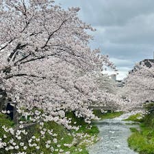 山口市
一の坂川
満開の桜