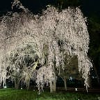 敷島公園の夜桜
大きくて立派