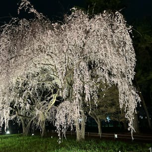 敷島公園の夜桜
大きくて立派